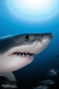 Surprise!!  While sitting patiently watching a big Great ... by Sam Cahir 